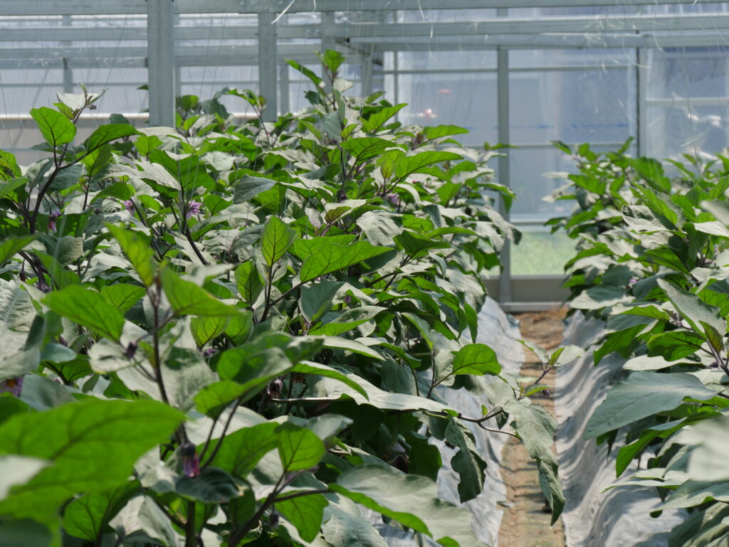 日本最古の水なすび
貝塚澤なす